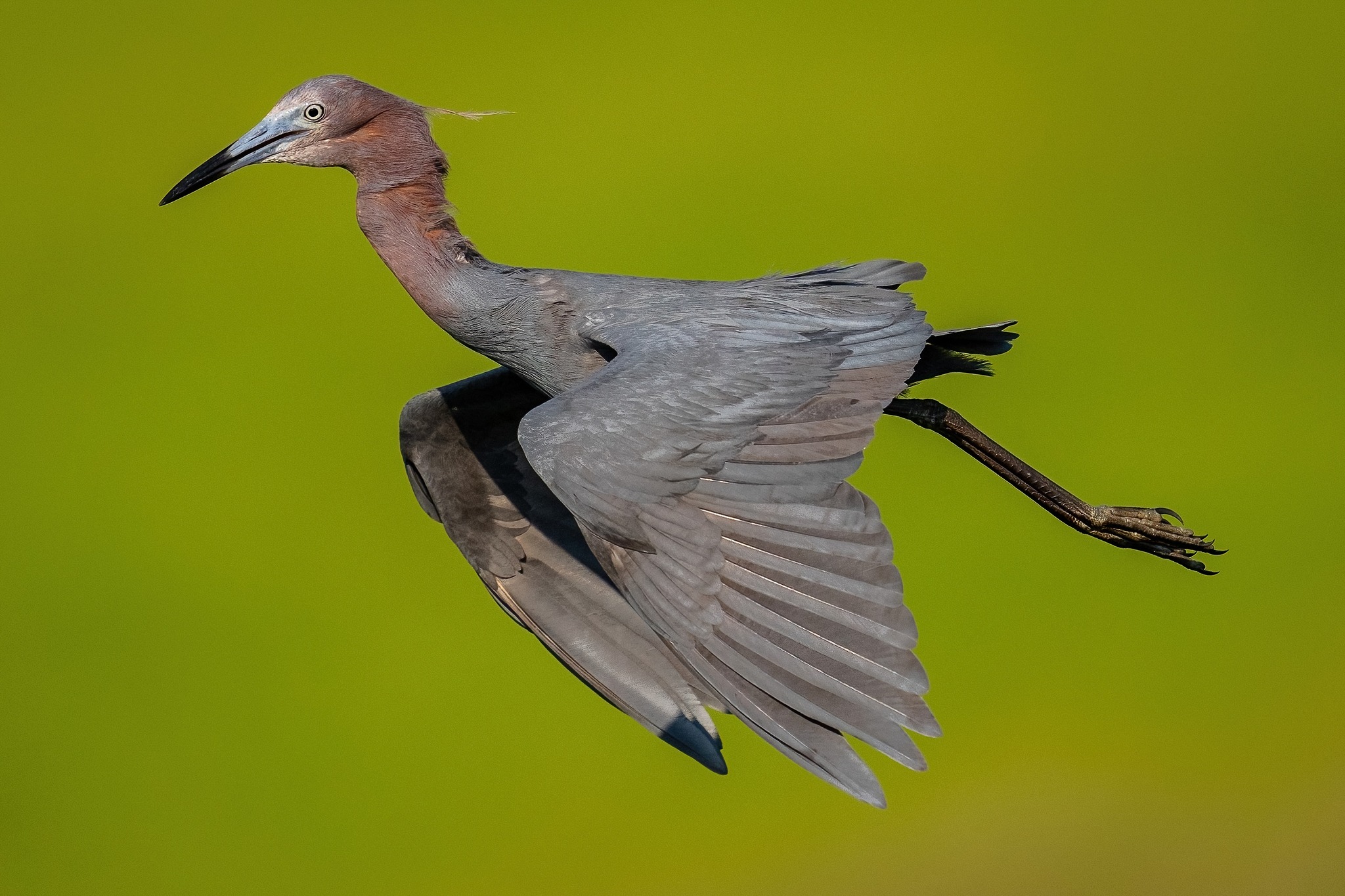 Reddish Egret Bird